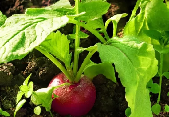 Vente semis potager Maison Diederich Neufchateau Vente semis potager Maison Diederich Neufchateau