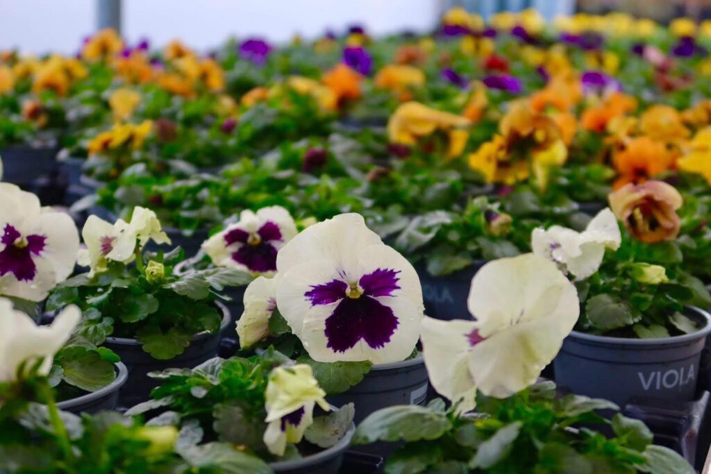 Les pensées sont de retour