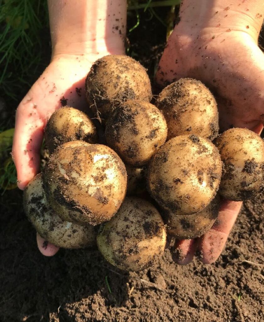 Plantez vos pommes de terre