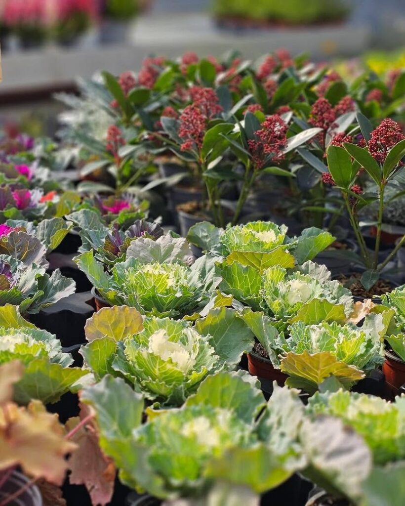Des VASQUES, des JARDINIÈRES